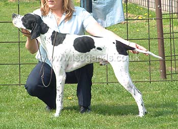Maiden, Novice, Graduate and Mid Limit Dog